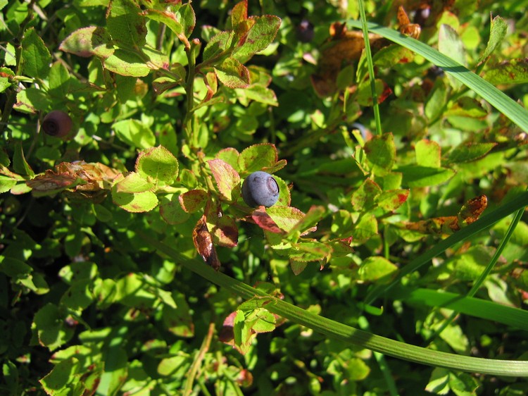 Vaccinium myrtillus